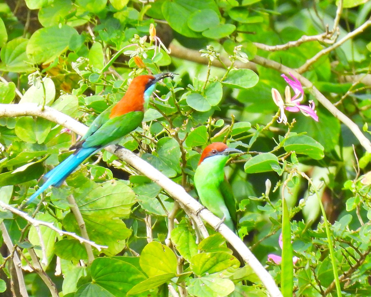 Rufous-crowned Bee-eater - ML647750807