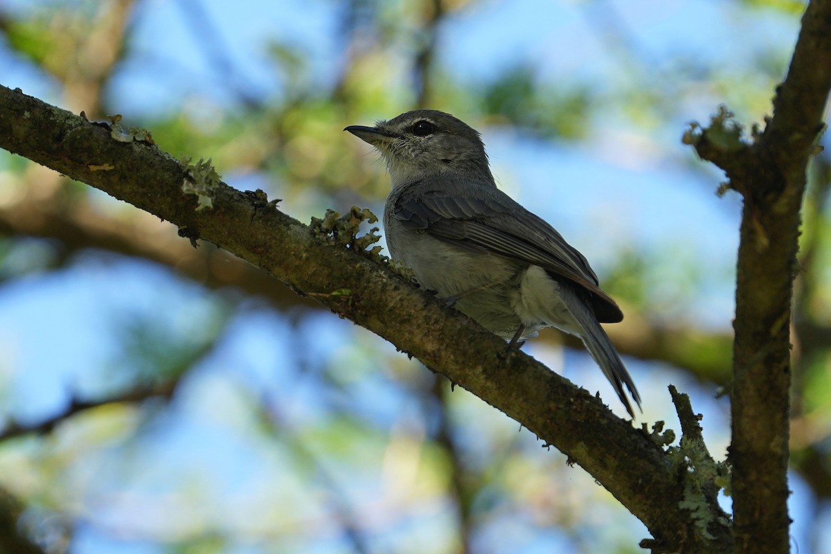 Ashy Flycatcher - ML647750811