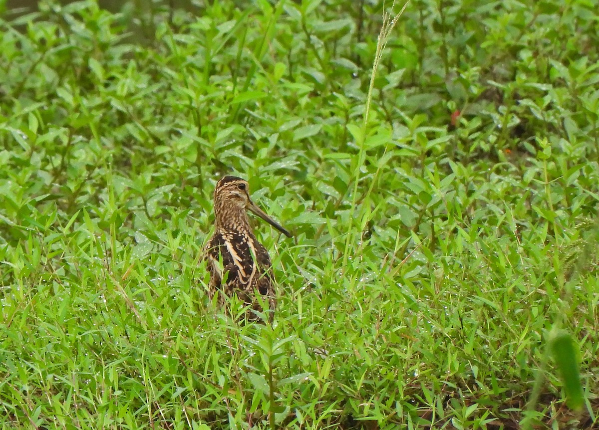 snipe sp. - ML647750812
