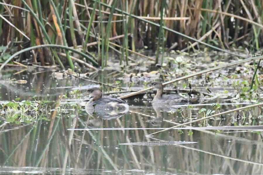Pied-billed Grebe - ML647750813