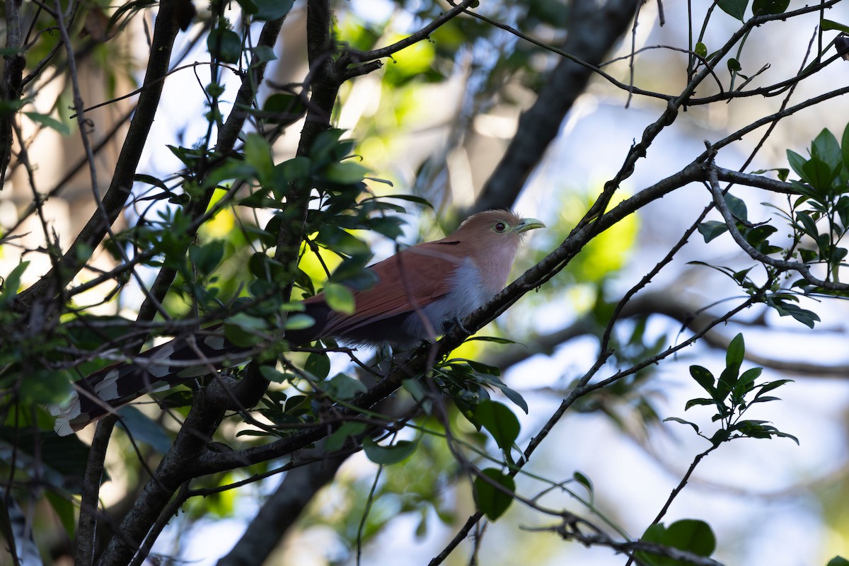 Common Squirrel-Cuckoo - ML647750814