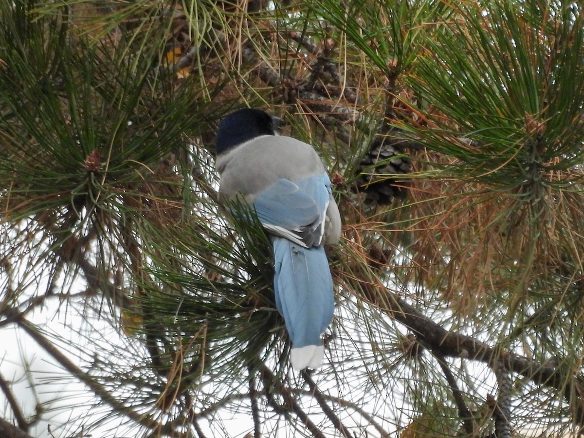 Azure-winged Magpie - ML647750815