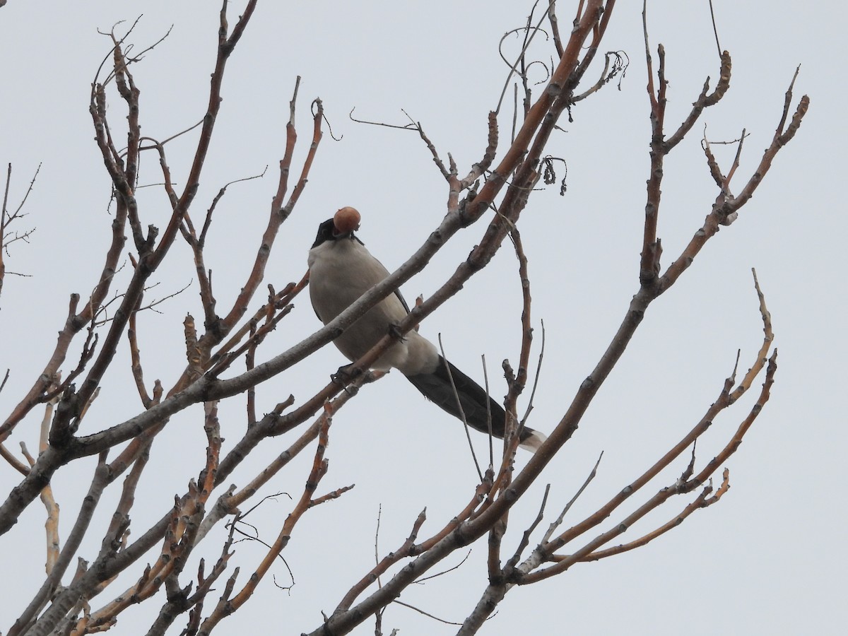 Azure-winged Magpie - ML647750816