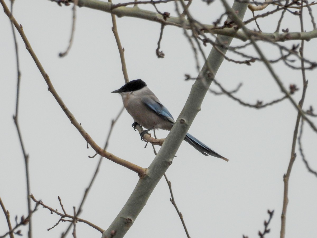 Azure-winged Magpie - ML647750817