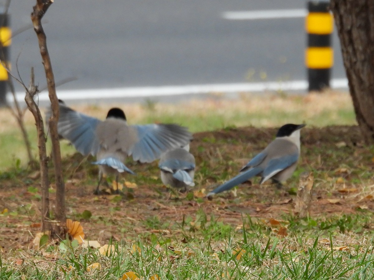 Azure-winged Magpie - ML647750818