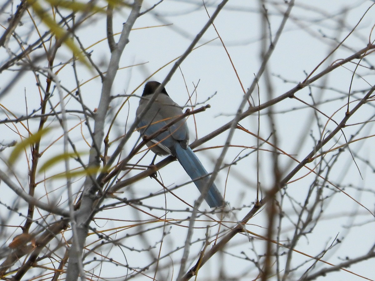 Azure-winged Magpie - ML647750819