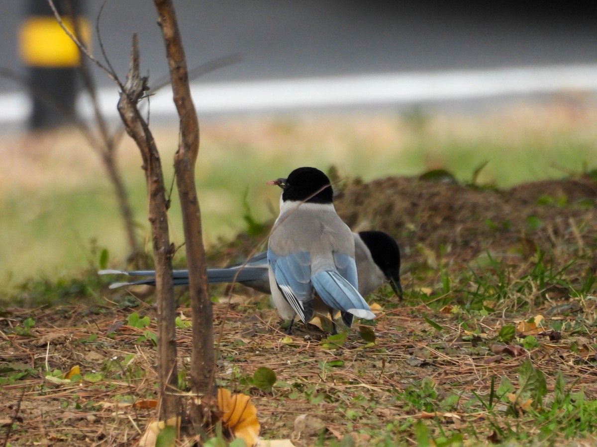 Azure-winged Magpie - ML647750820