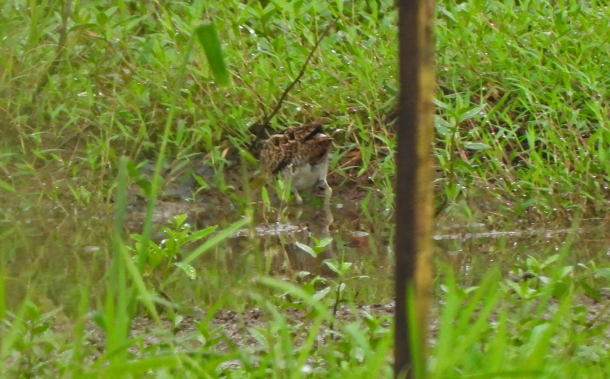 snipe sp. - ML647750821