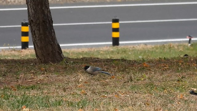Azure-winged Magpie - ML647750822