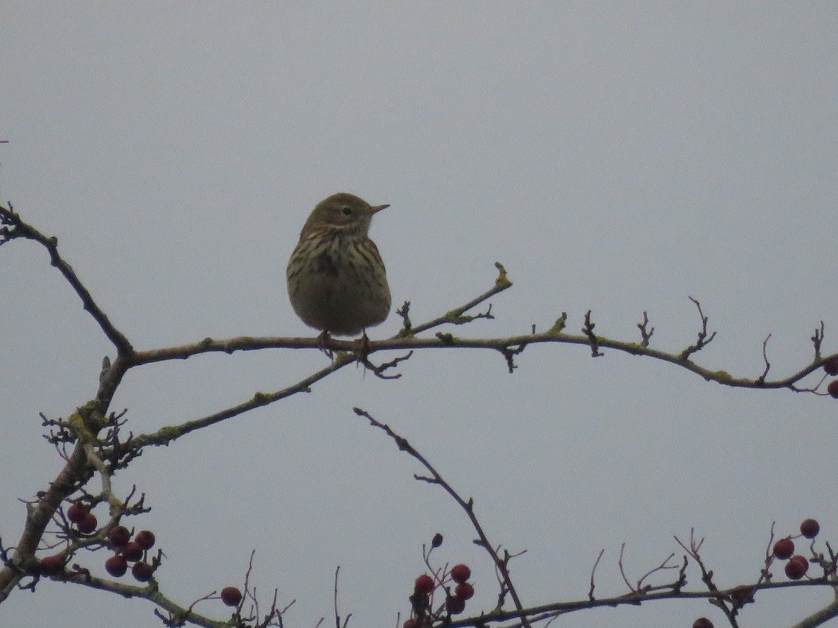 Meadow Pipit - ML647750825