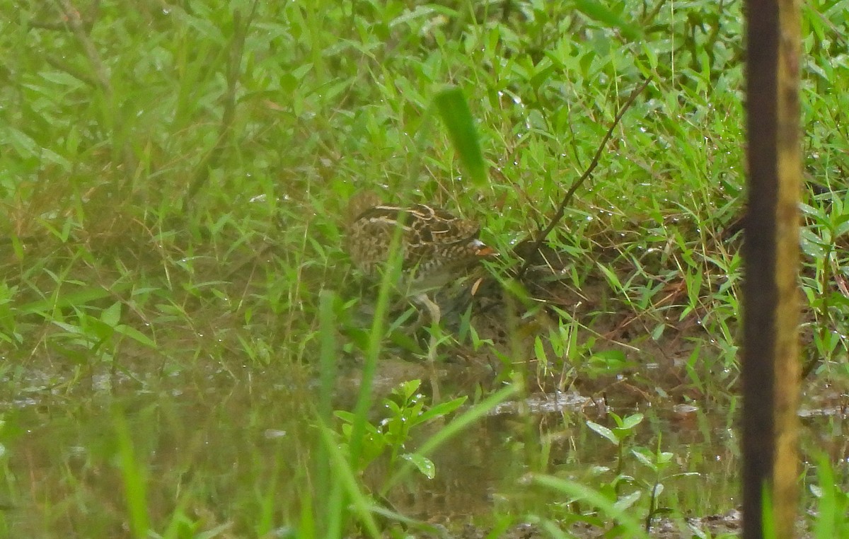 snipe sp. - ML647750827