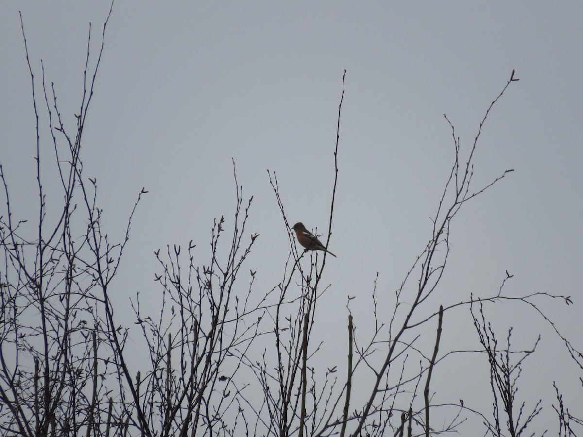 Common Chaffinch - ML647750828