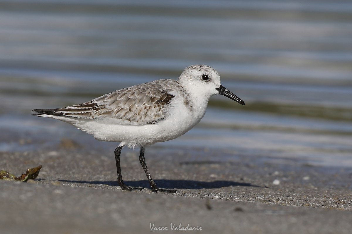 Sanderling - ML647750829