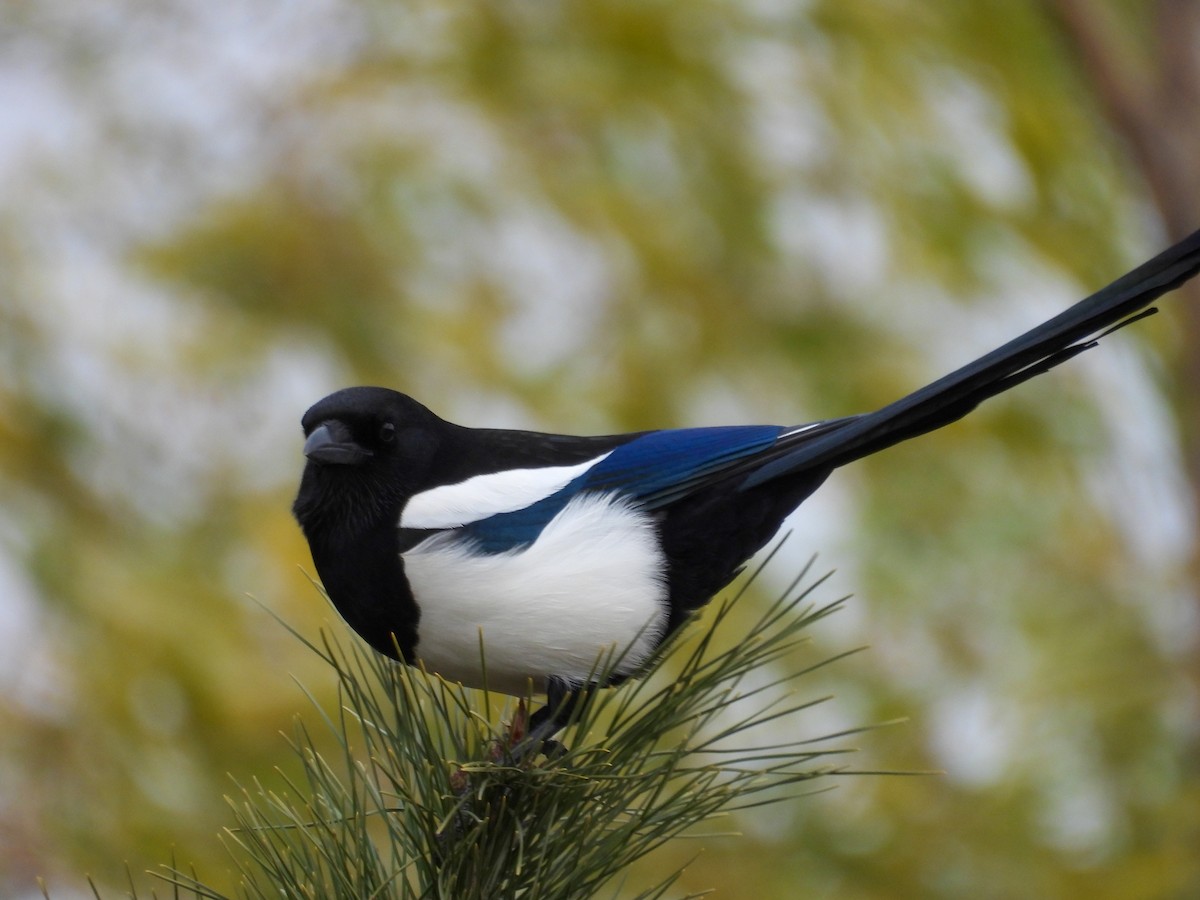 Oriental Magpie - ML647750830