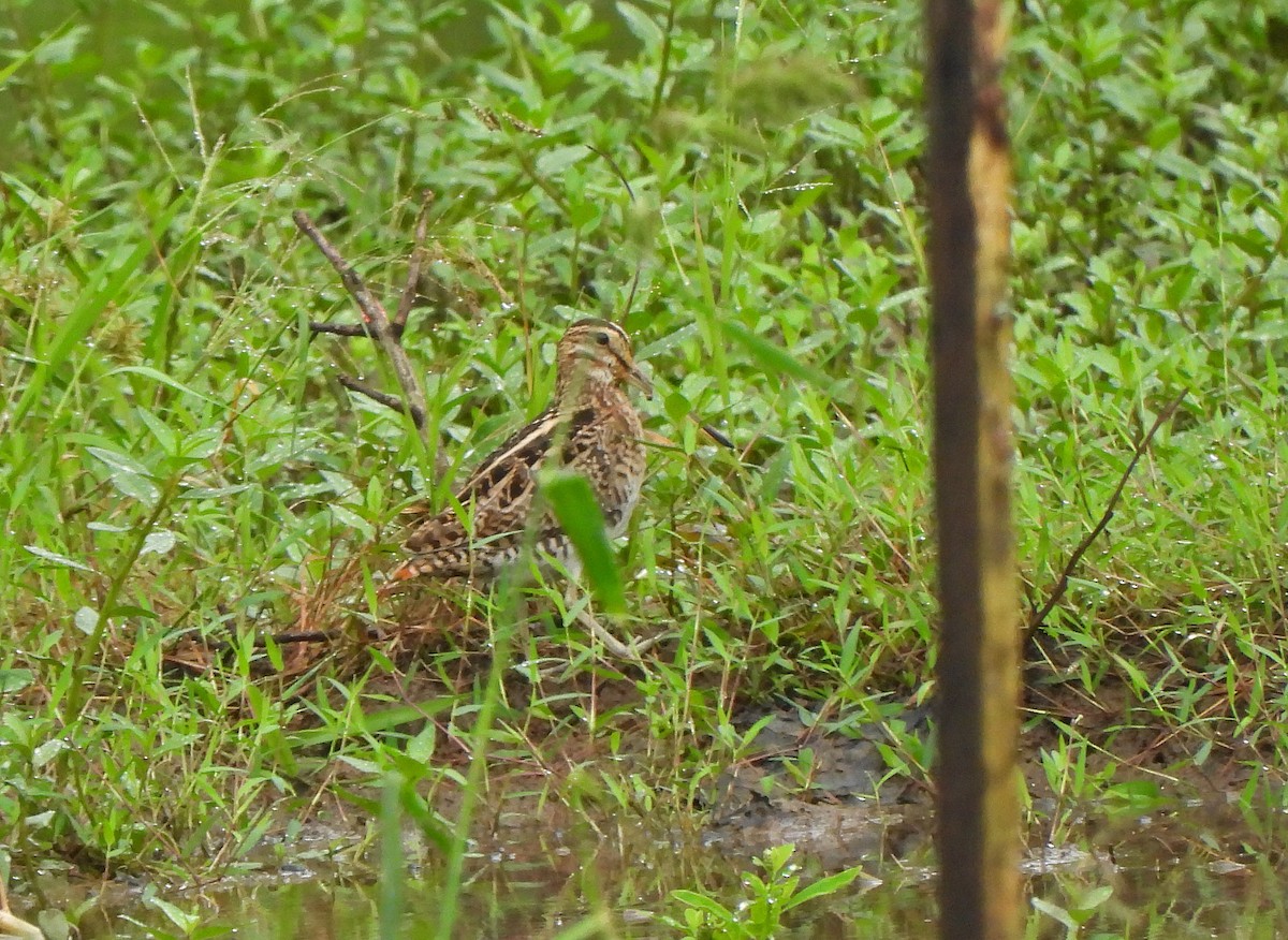 snipe sp. - ML647750834