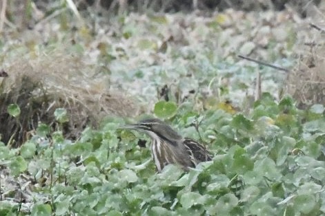 American Bittern - ML647750836
