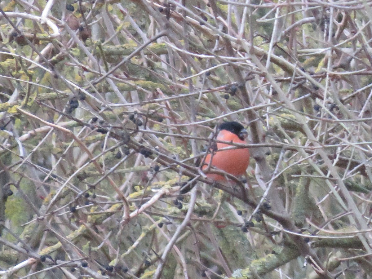Eurasian Bullfinch - ML647750840