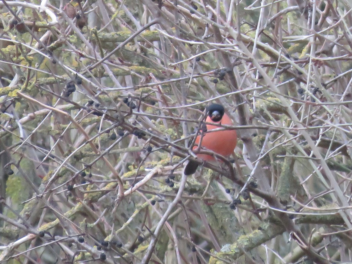 Eurasian Bullfinch - ML647750841
