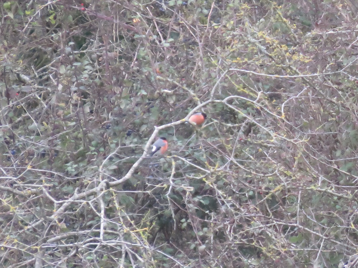 Eurasian Bullfinch - ML647750842