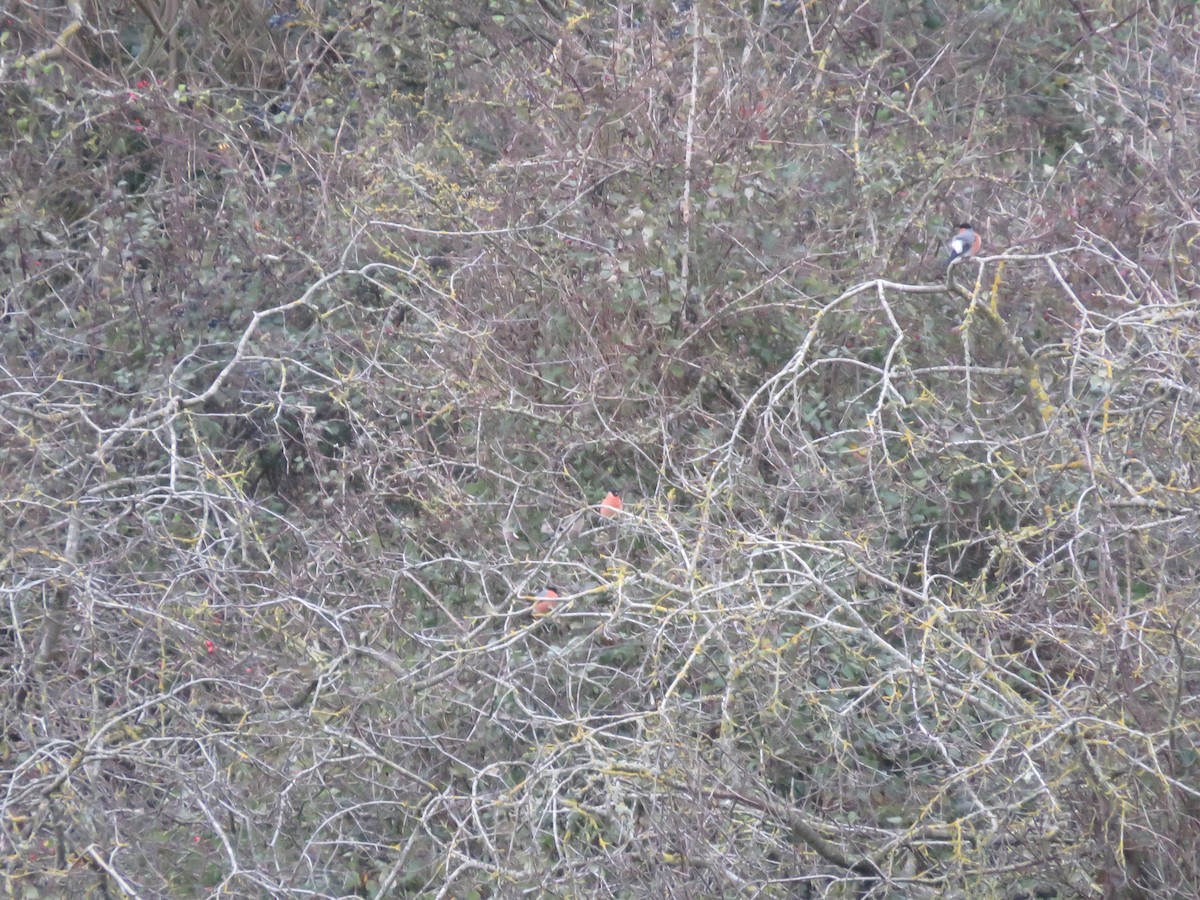 Eurasian Bullfinch - ML647750843