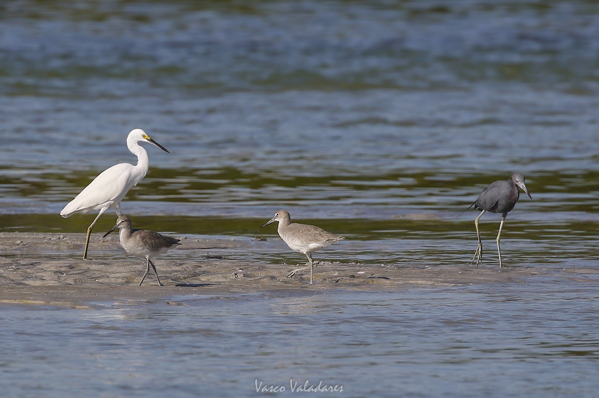 Willet - ML647750844