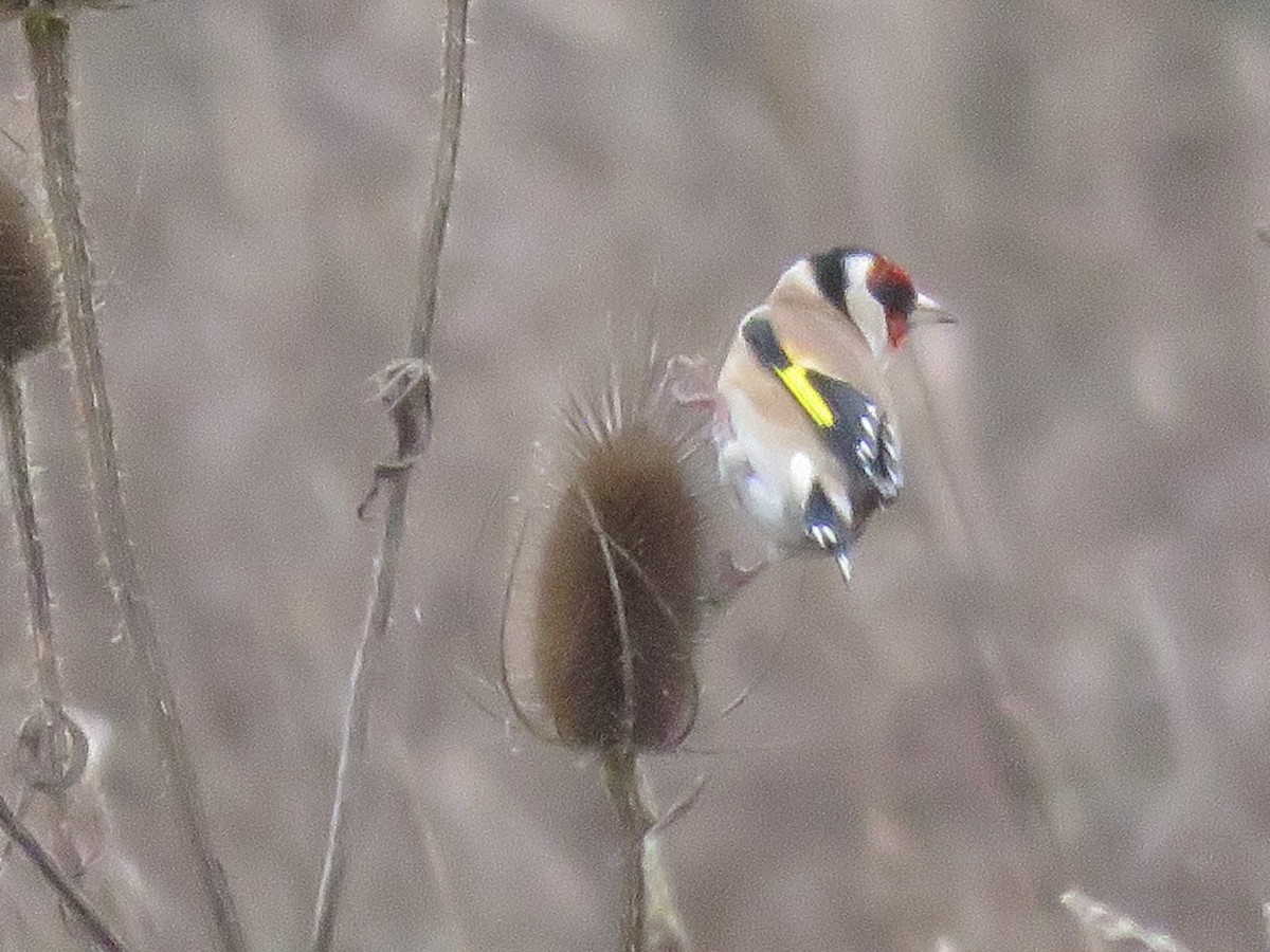 European Goldfinch - ML647750847