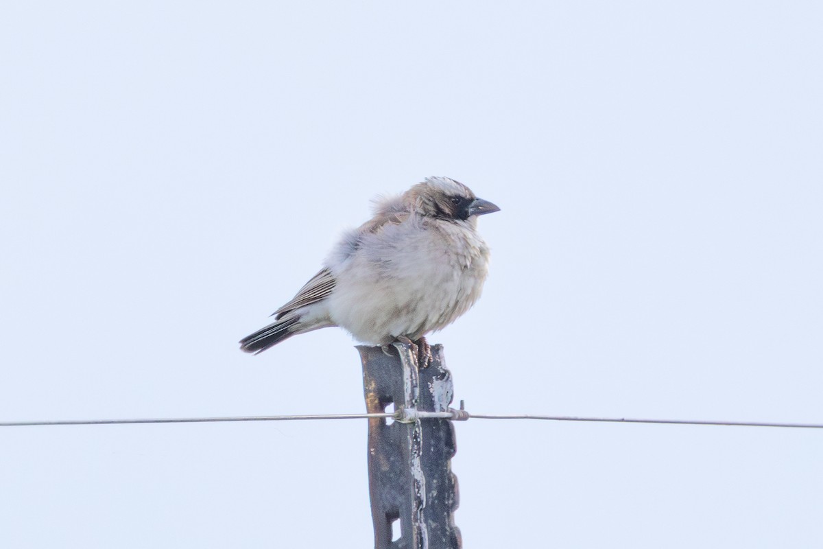 White-browed Sparrow-Weaver - ML647750848