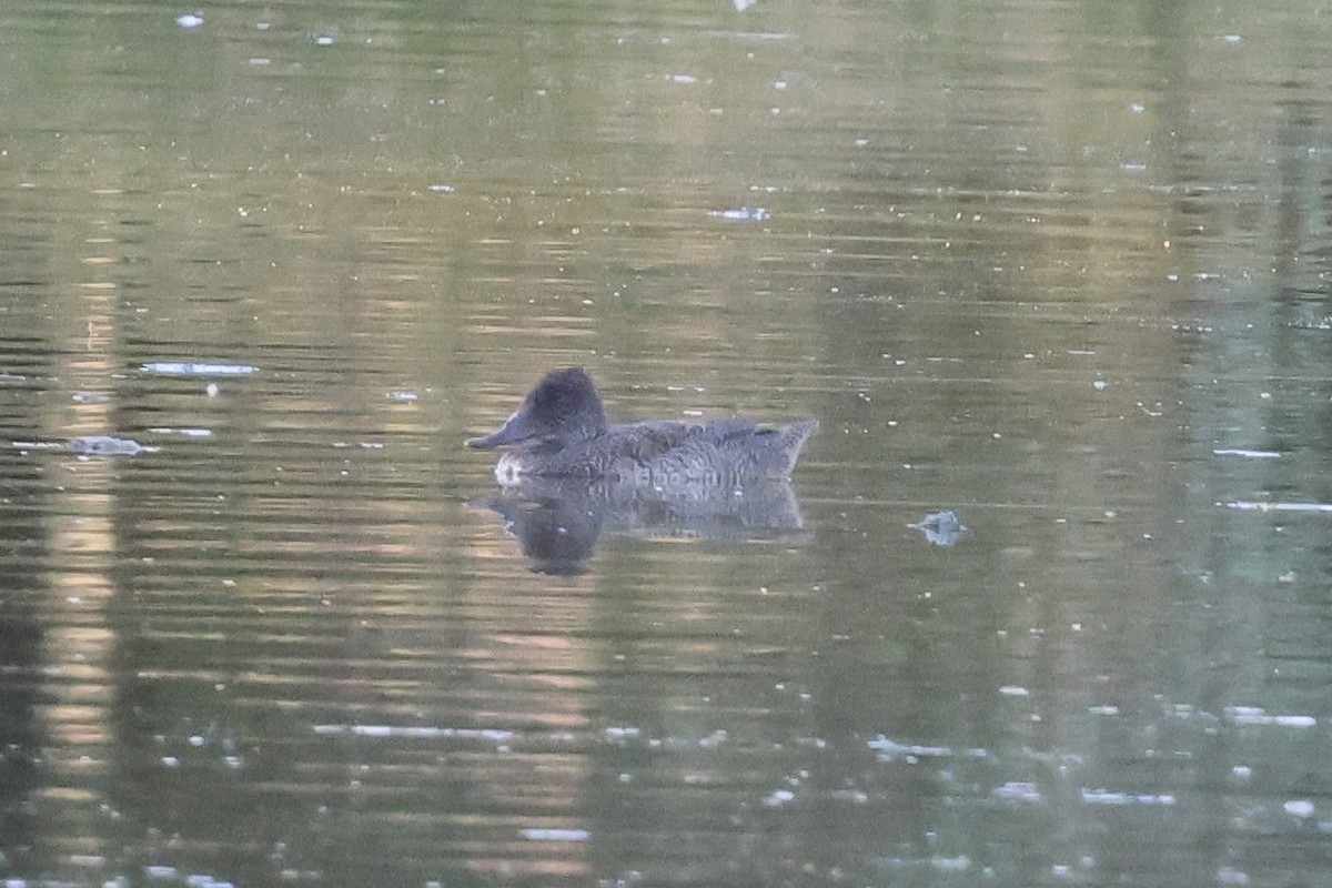 Freckled Duck - ML647750855