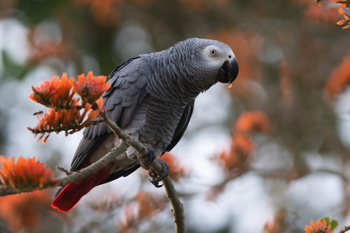 Gray Parrot - ML647750857