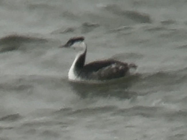 Horned Grebe - ML647750858