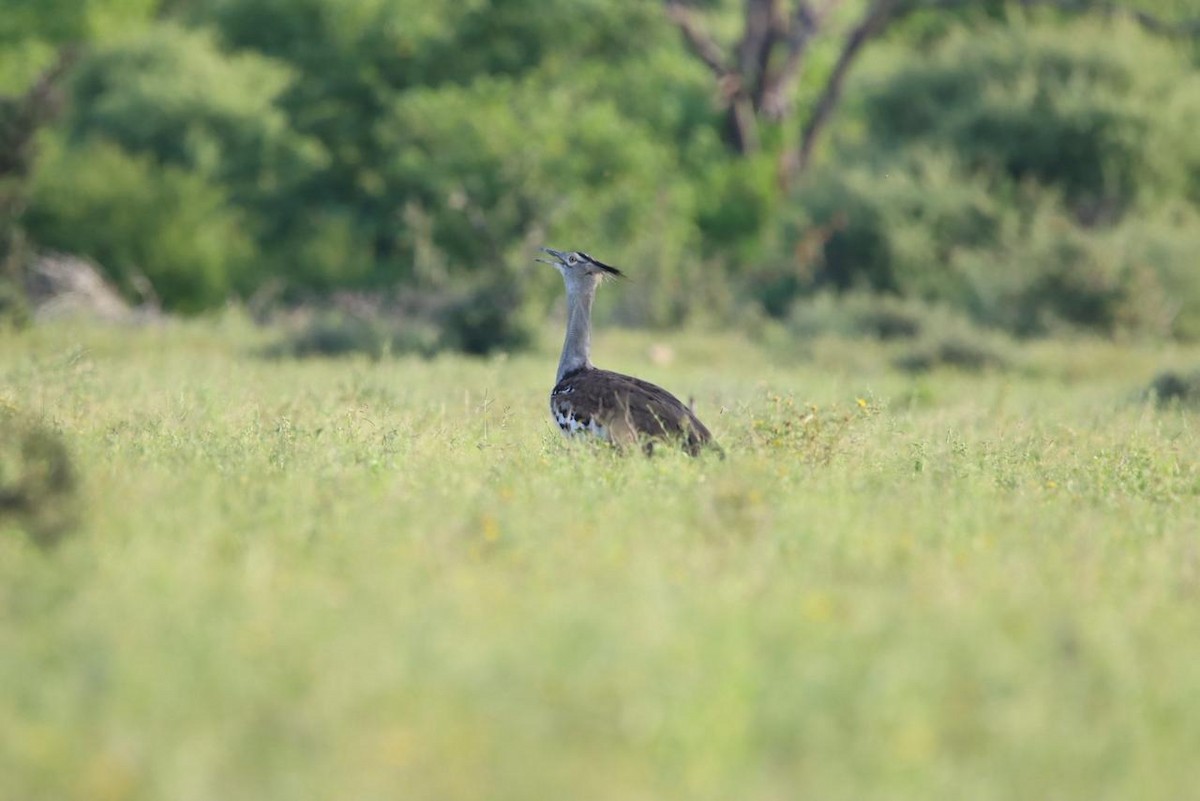 Kori Bustard - ML647750860