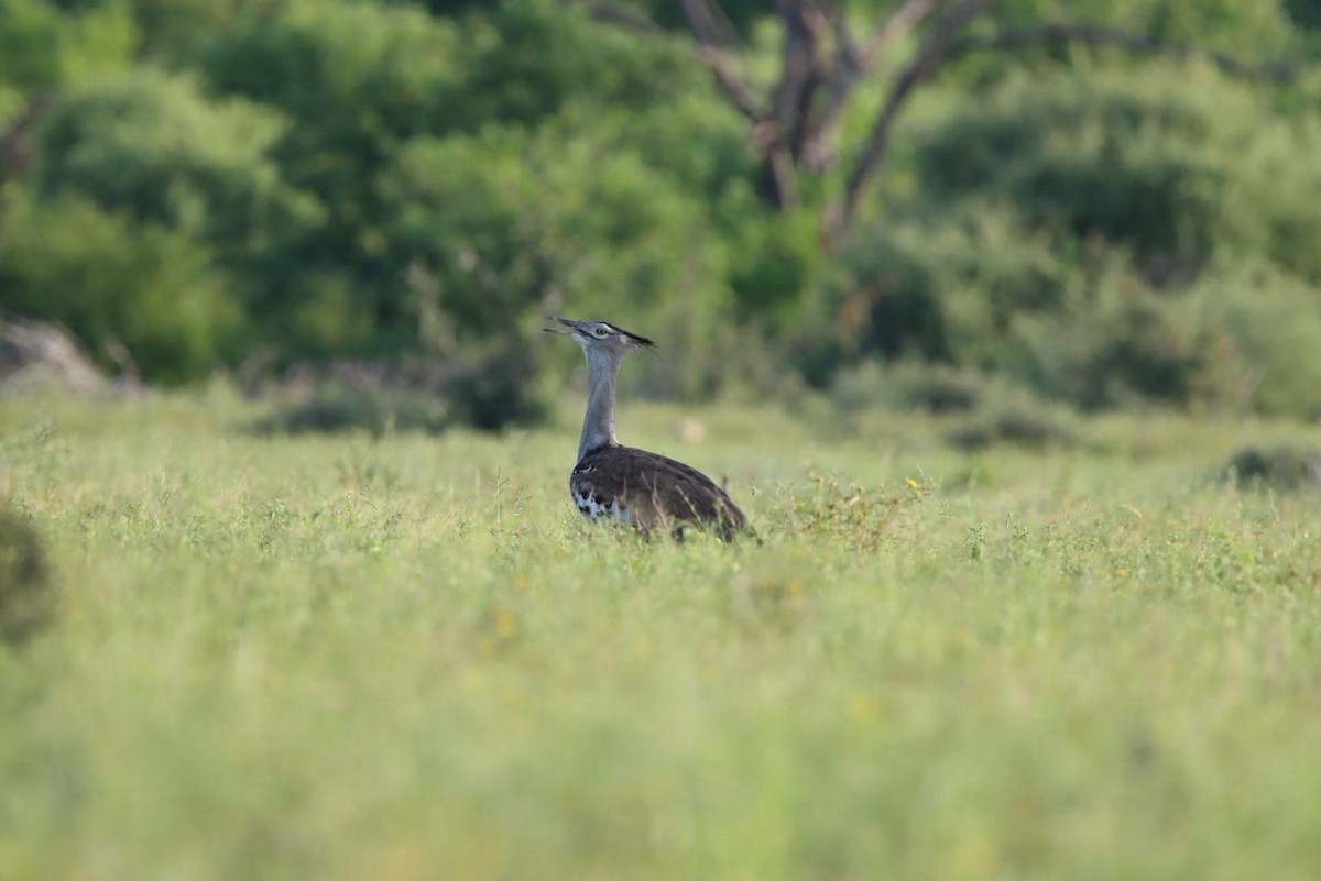 Kori Bustard - ML647750861