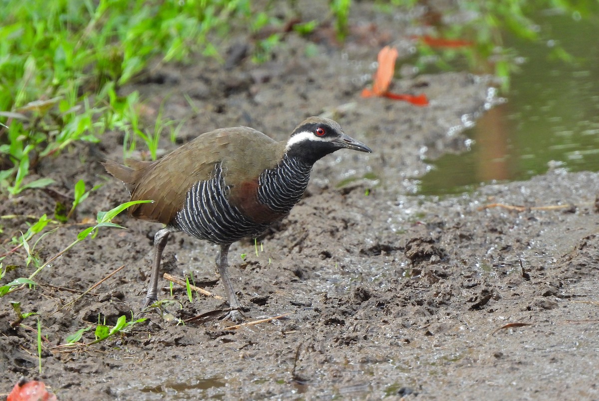 Barred Rail - ML647750862