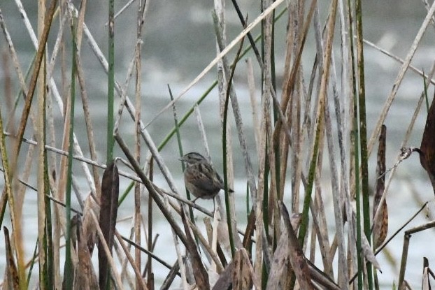 Swamp Sparrow - ML647750863