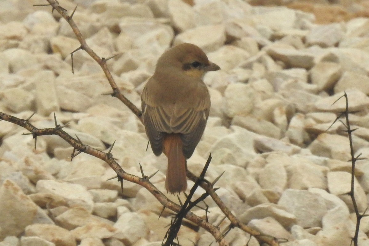 Antzandobi isabeldarra - ML647750873