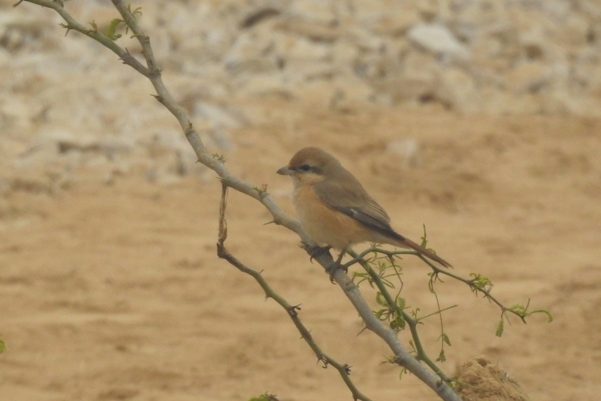 Antzandobi isabeldarra - ML647750874