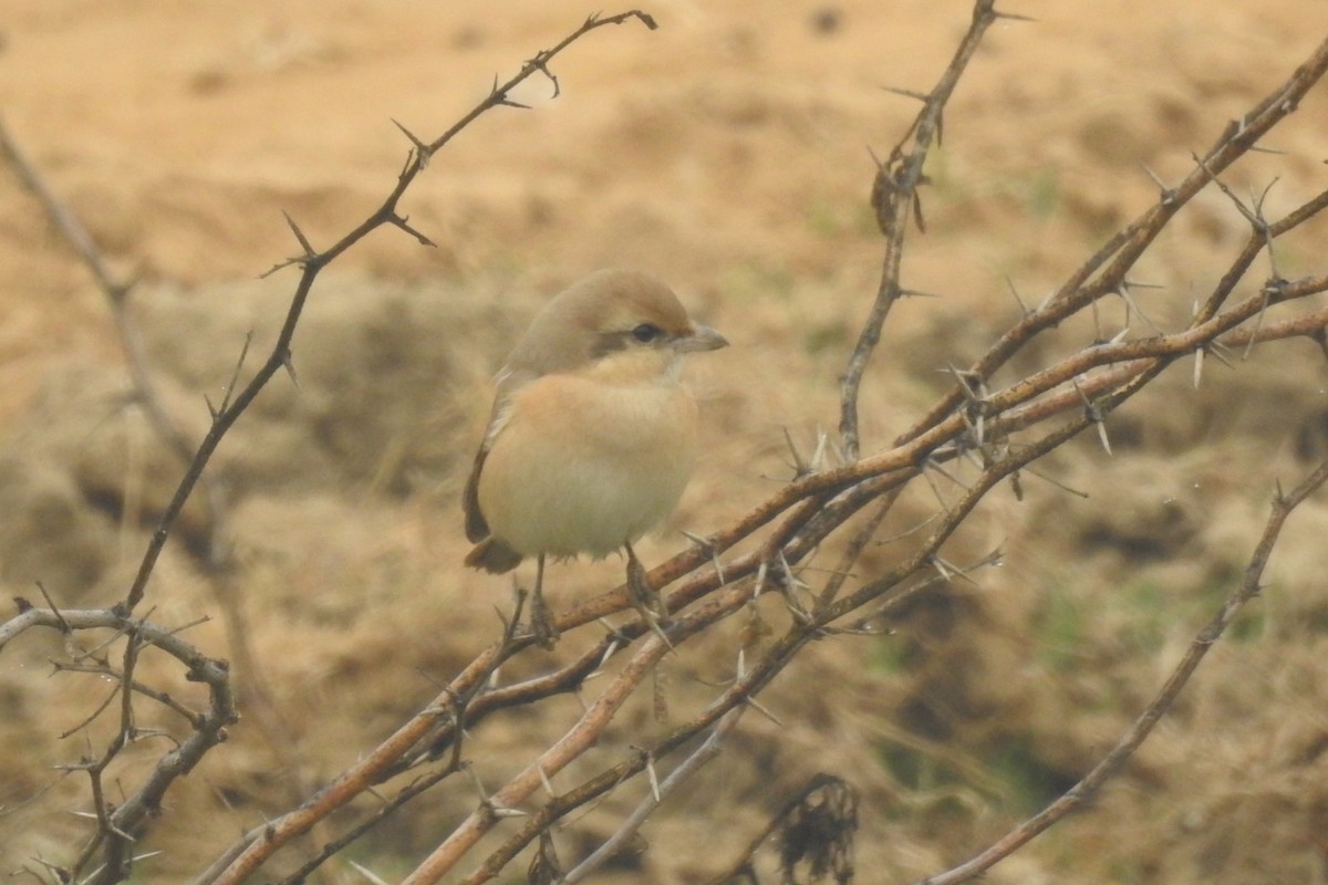 Antzandobi isabeldarra - ML647750875