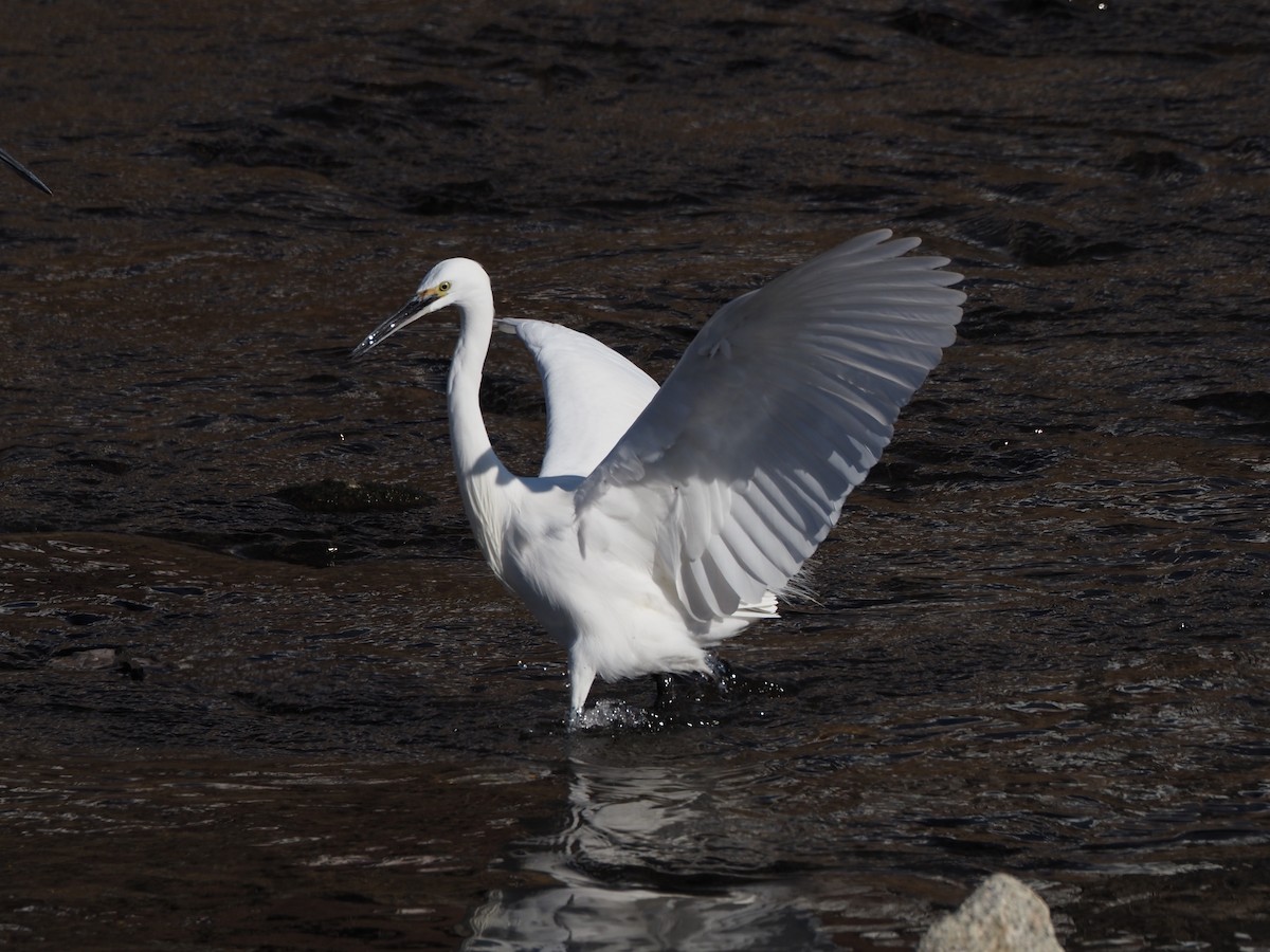 Little Egret - ML647750876