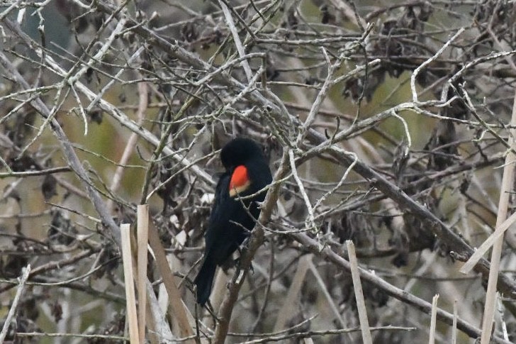 Red-winged Blackbird - ML647750878