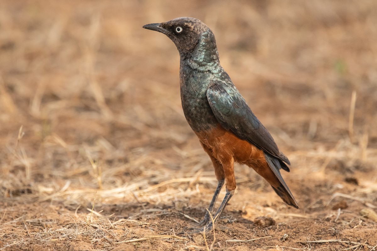 Chestnut-bellied Starling - ML647750879
