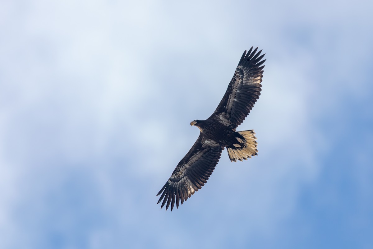 Steller's Sea-Eagle - ML647750881