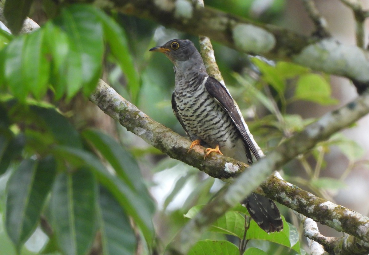 Oriental Cuckoo - ML647750882
