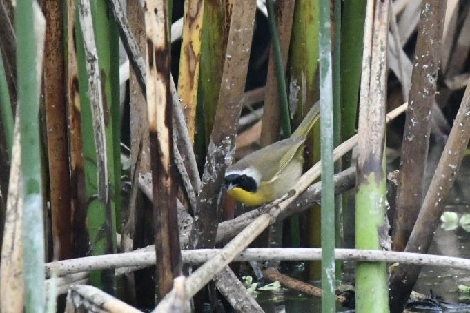 Common Yellowthroat - ML647750883