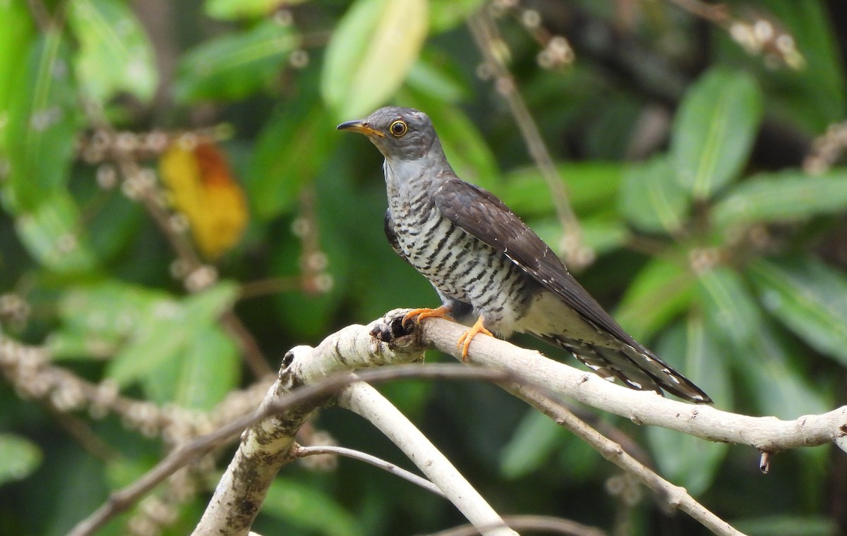 Oriental Cuckoo - ML647750886