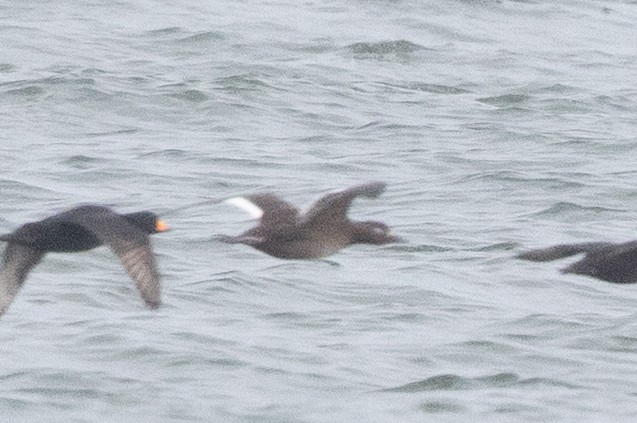 White-winged Scoter - ML647750888