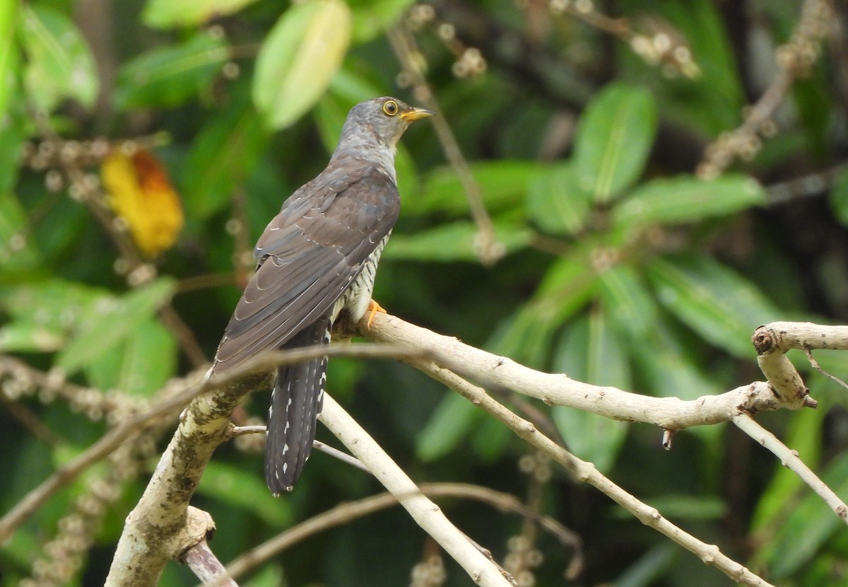 Oriental Cuckoo - ML647750889