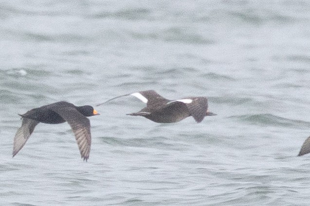 White-winged Scoter - ML647750890
