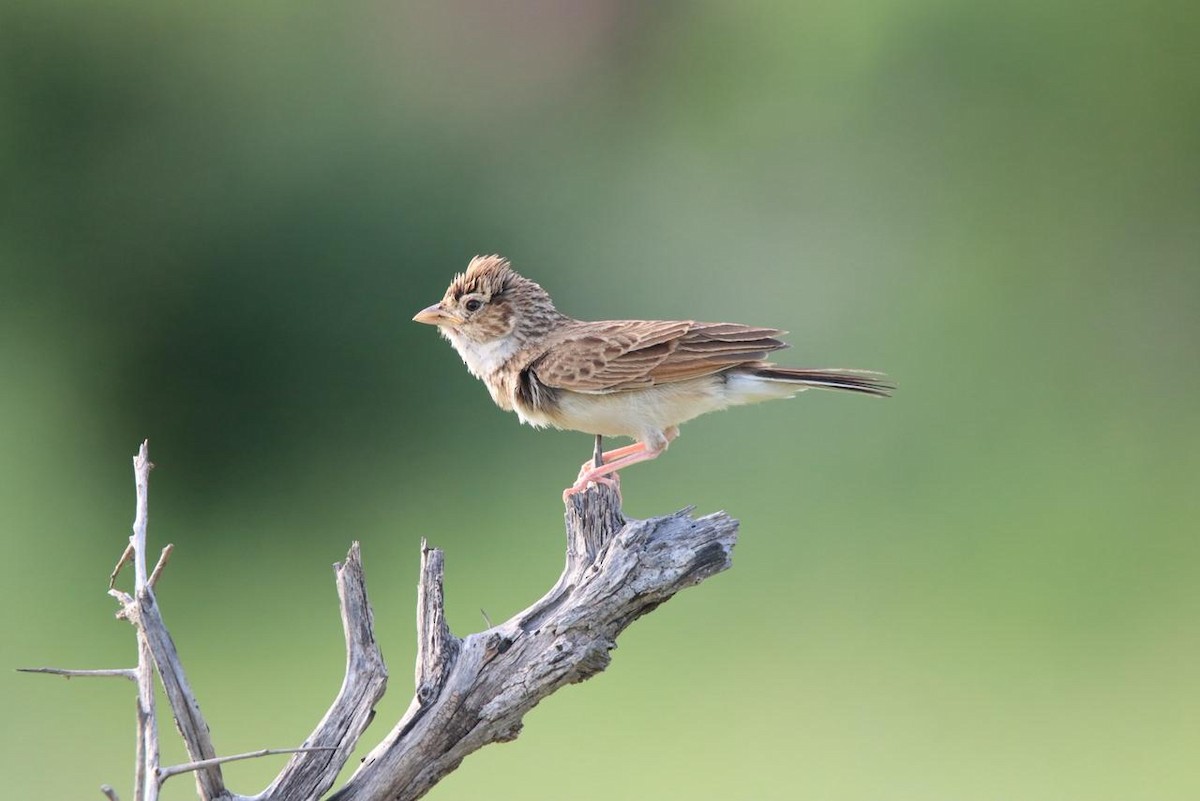 Monotonous Lark - ML647750891