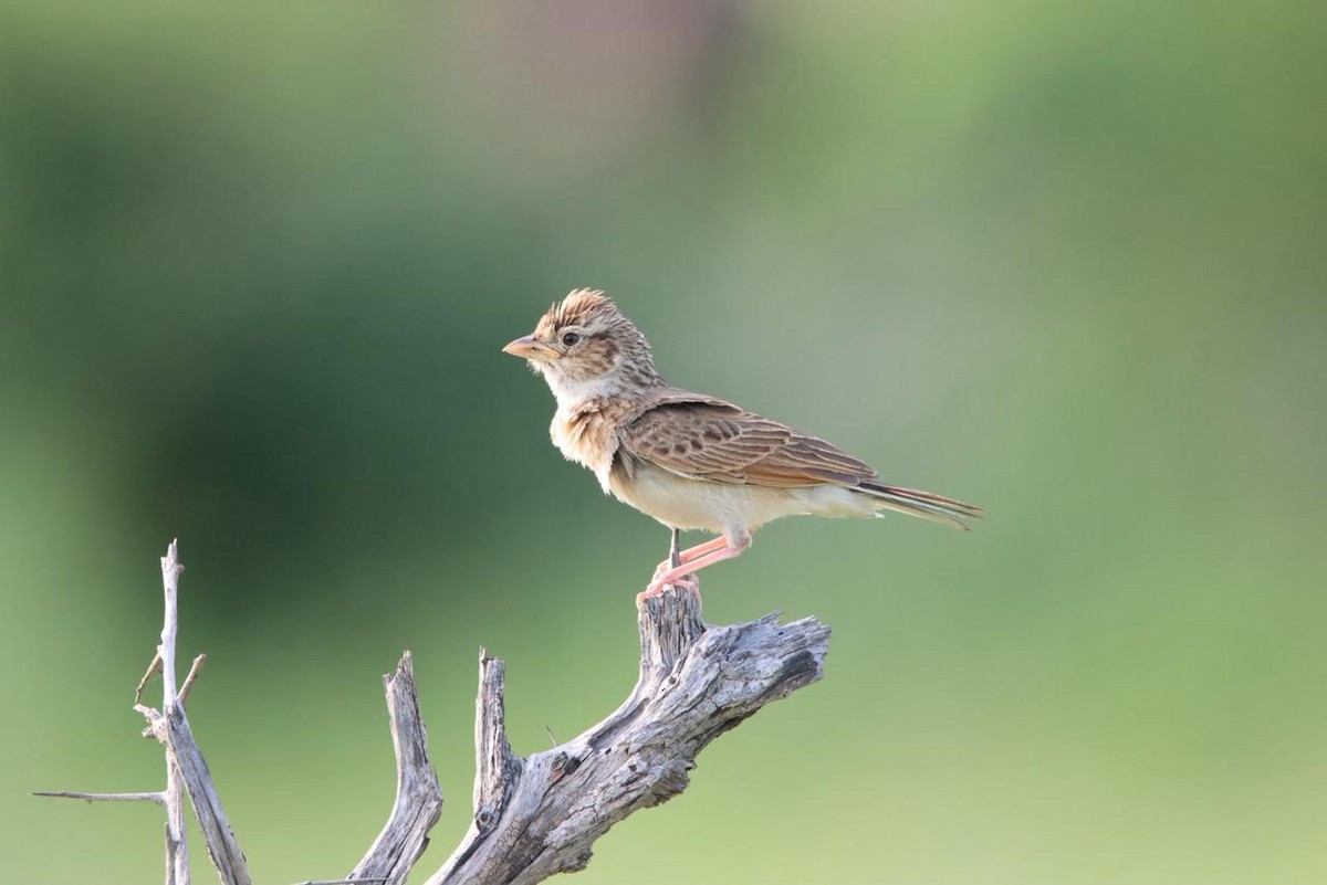 Monotonous Lark - ML647750892