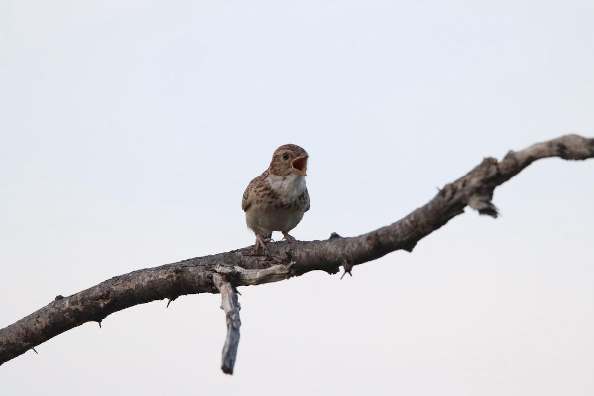 Monotonous Lark - ML647750893